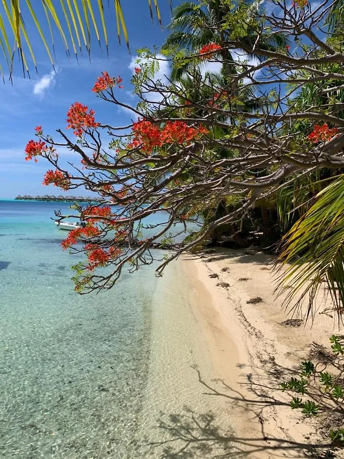 Maitai Bora Bora Hotel 3*,